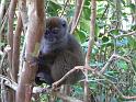016 Eastern Bamboo Lemur